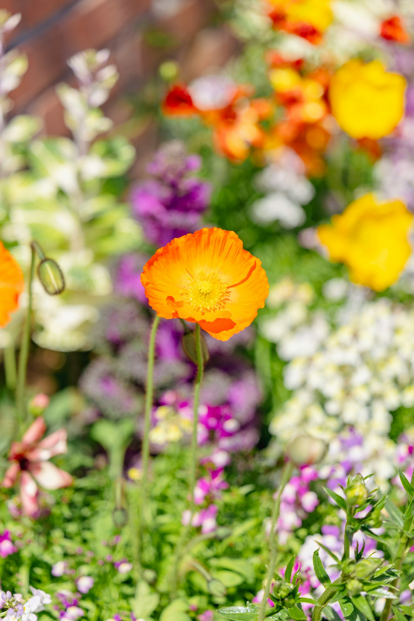 色とりどりの花が咲く庭の花壇