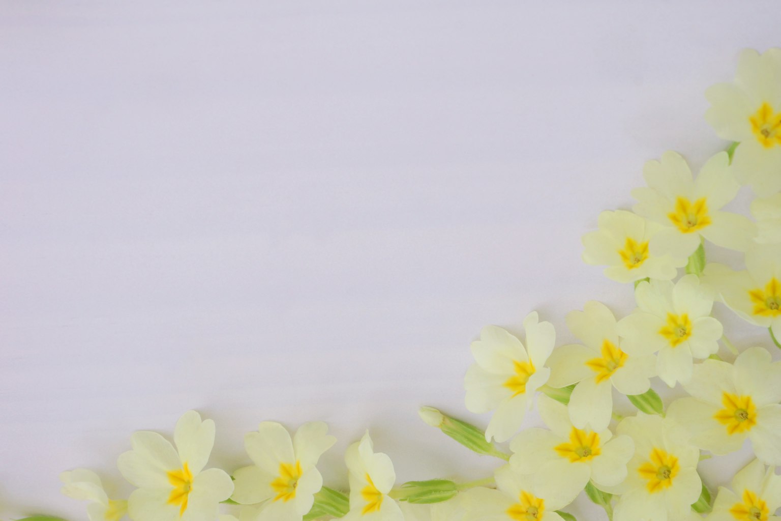 Image featuring yellow flowers scattered on a white background
