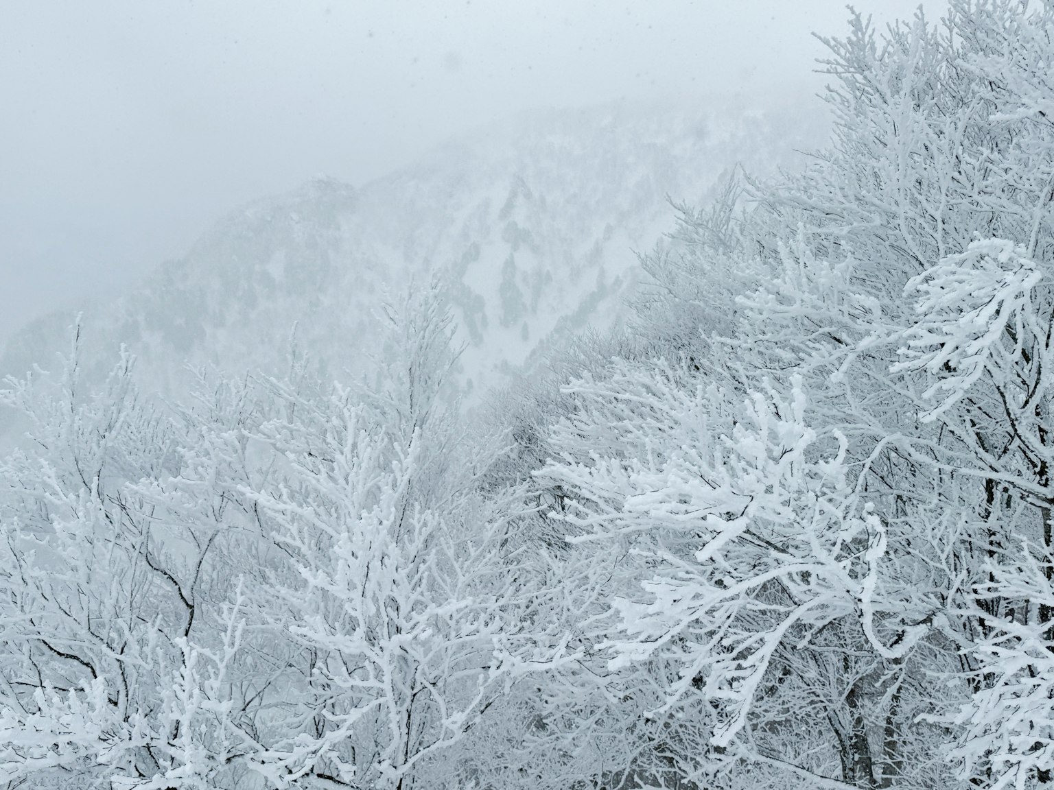 雪覆蓋的樹木和籠罩在霧中的山