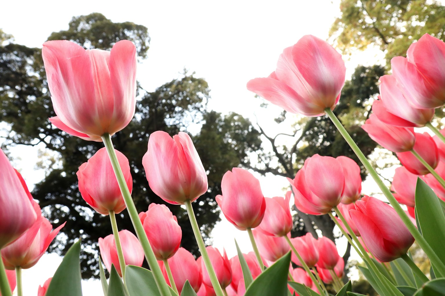 Feld blühender rosa Tulpen vor einem hellen Himmel