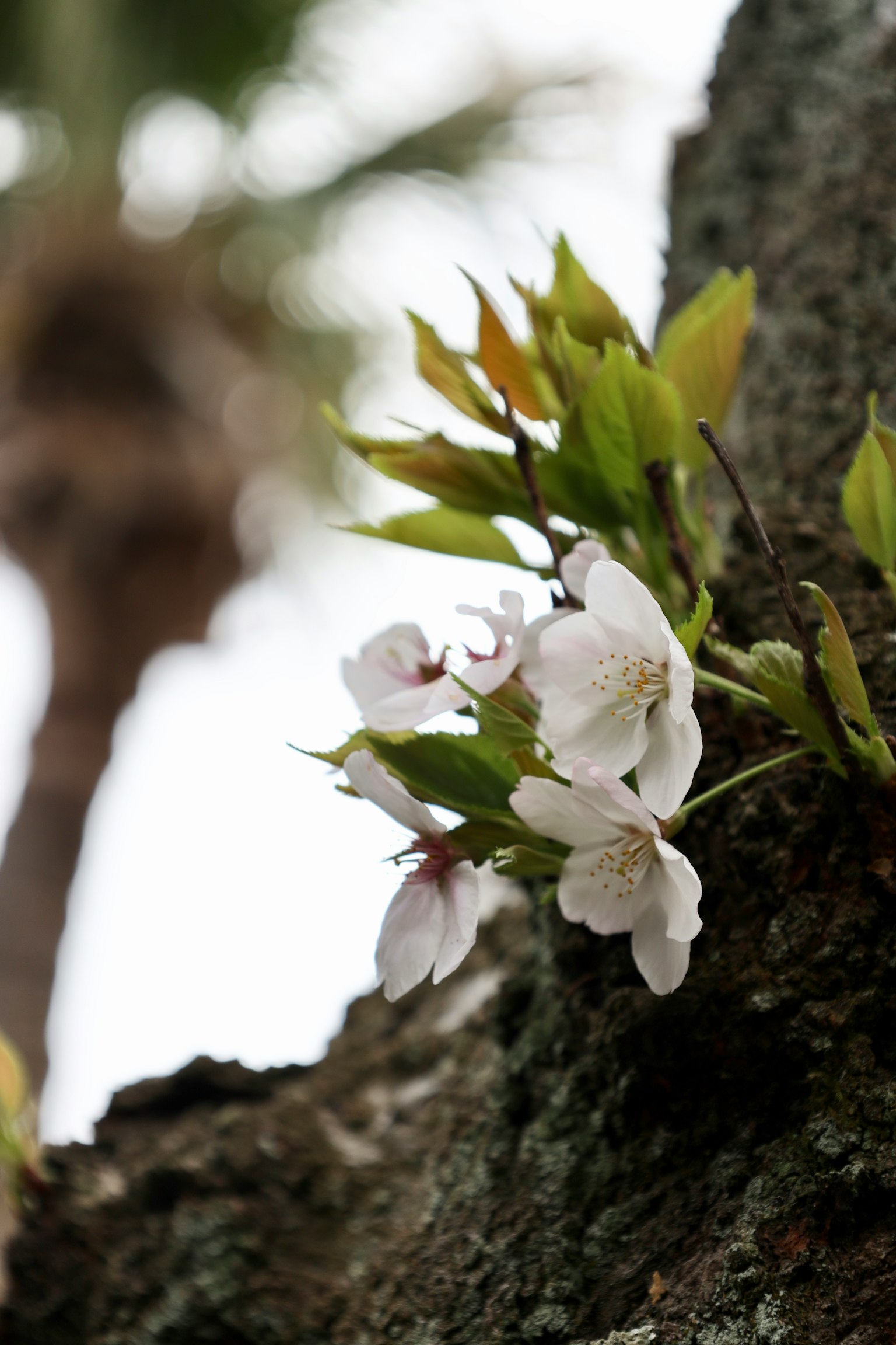 Fleurs de cerisier en fleurs sur un tronc d'arbre