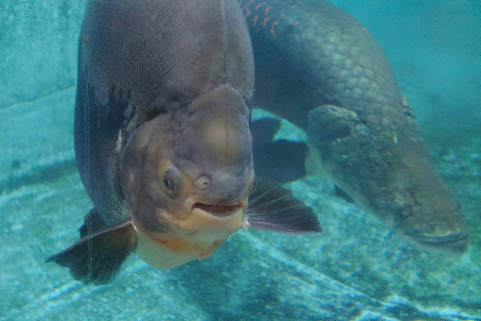 Gran pez de nado en agua azul clara