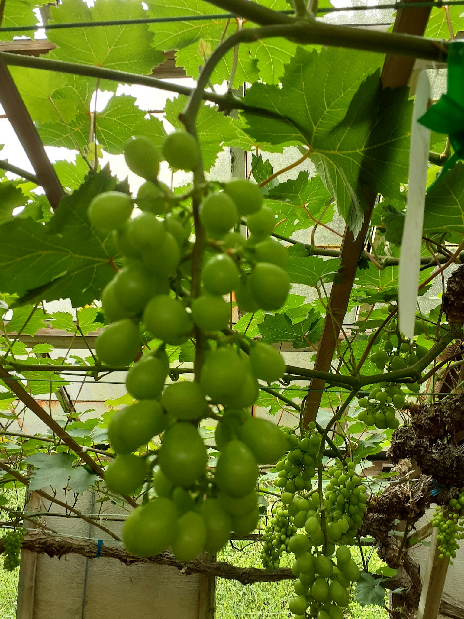 Bunch of green grapes hanging on a vine
