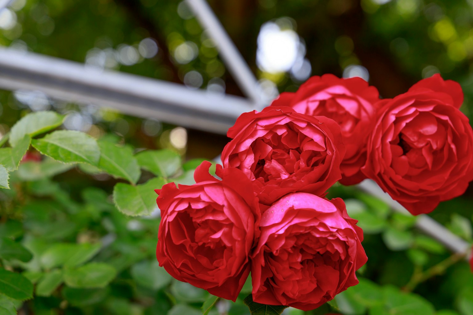 Mazzo di rose rosse vivaci circondate da foglie verdi lussureggianti