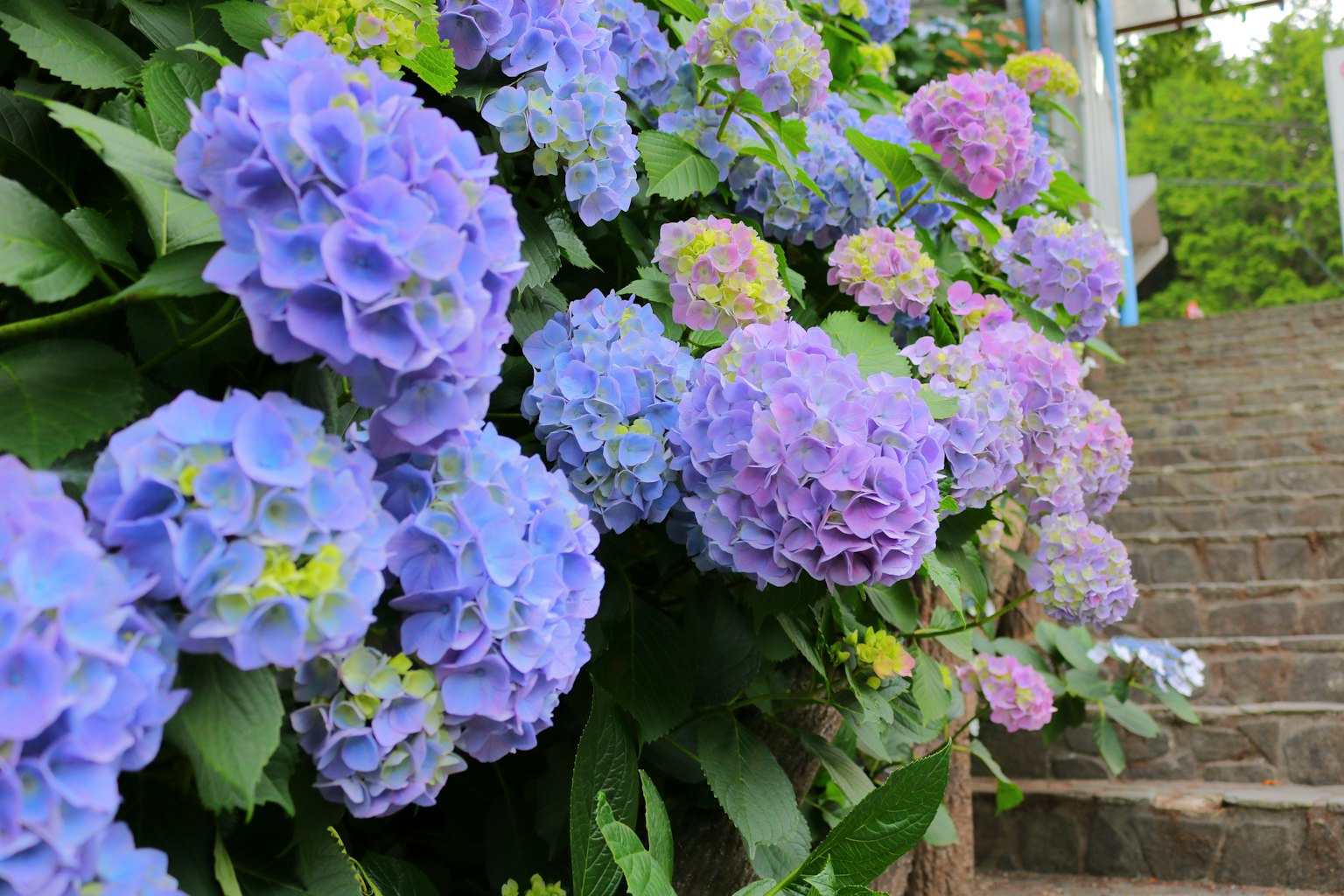 Fiori di ortensia colorati che fioriscono accanto a una scala
