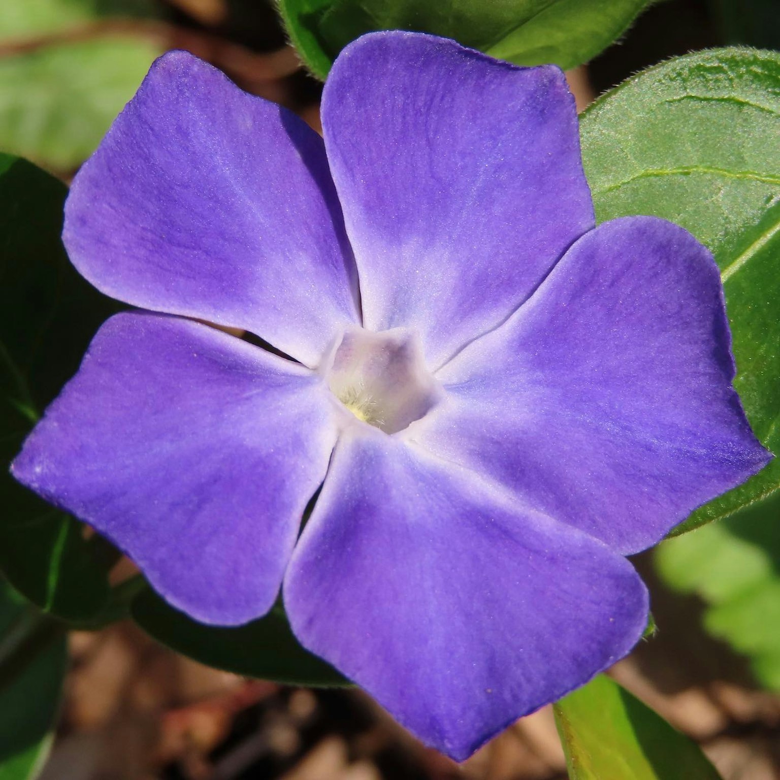 Flor morada vibrante con forma de estrella rodeada de hojas verdes