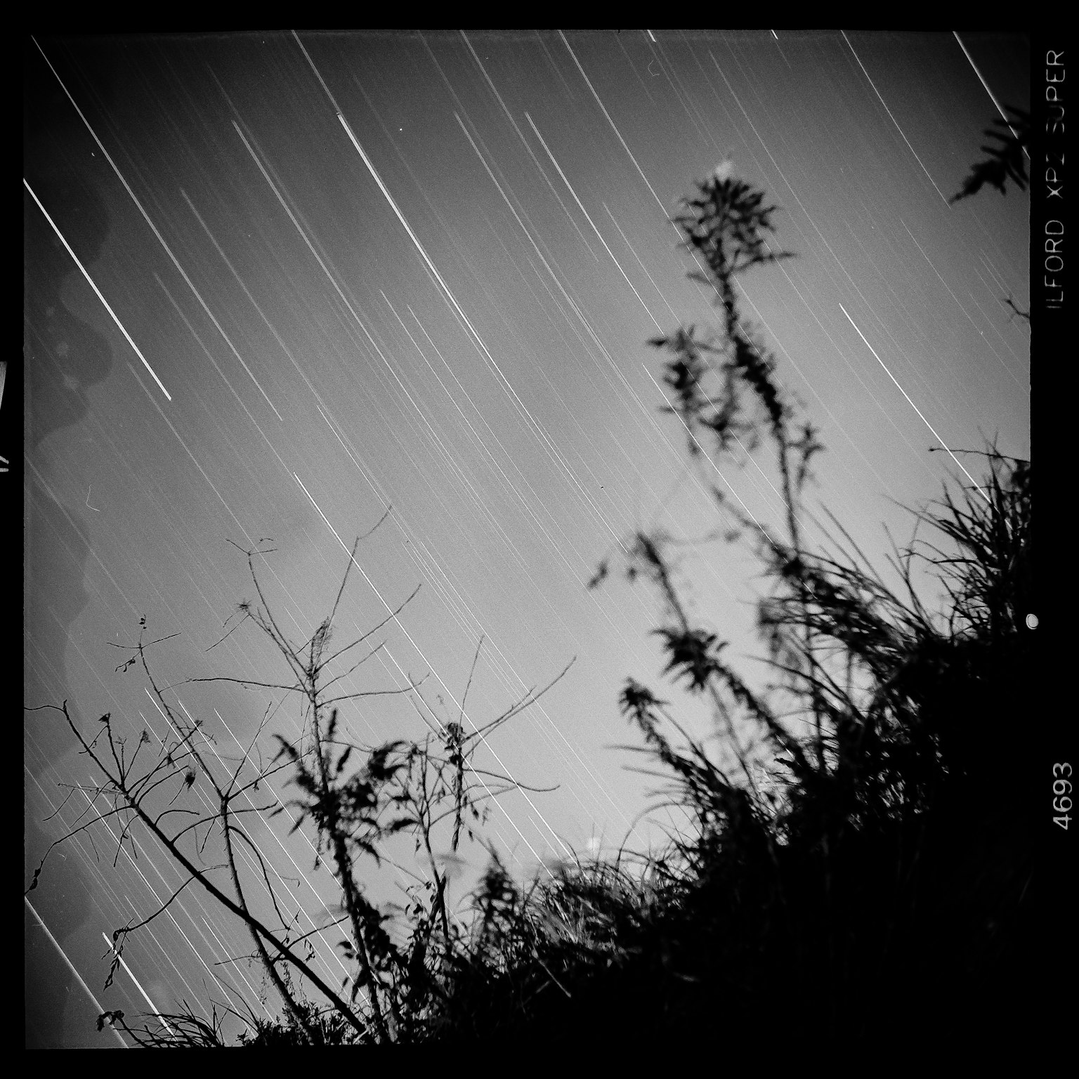 夜空照片星轨和草的轮廓