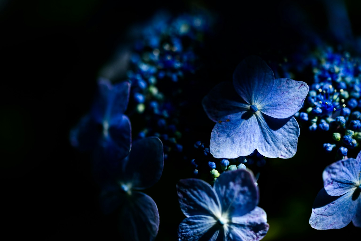 Close-up of blue flowers with a dark background