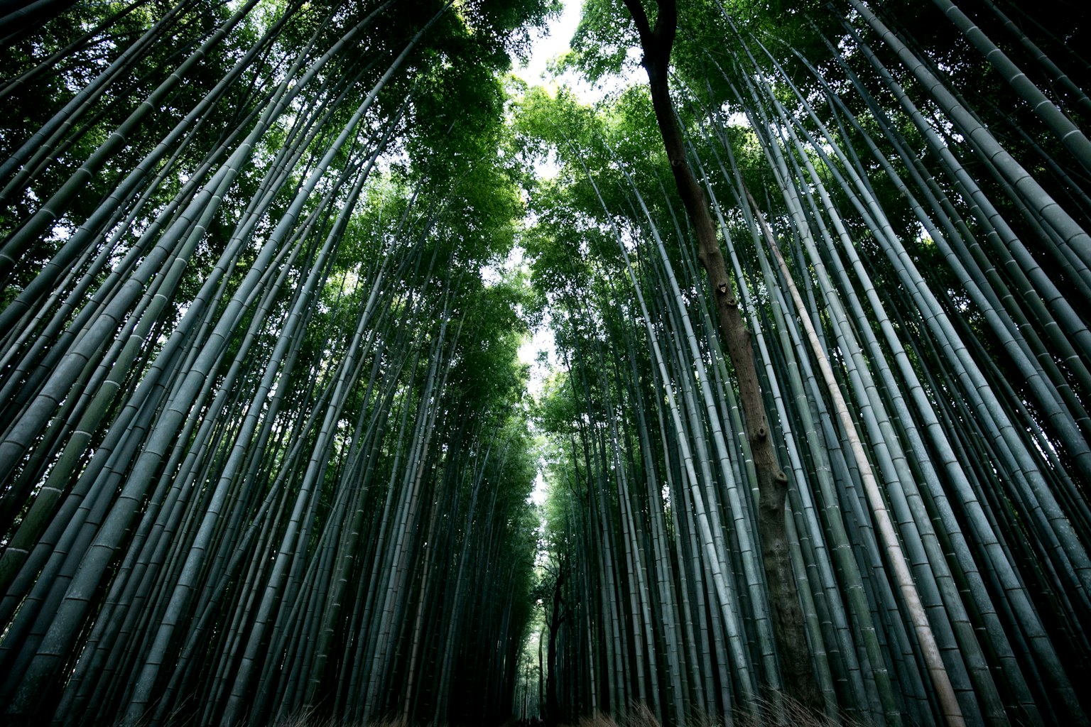 Vista verso l'alto in una foresta di bambù con foglie verdi che si estendono e alti bambù che si ergono verticalmente