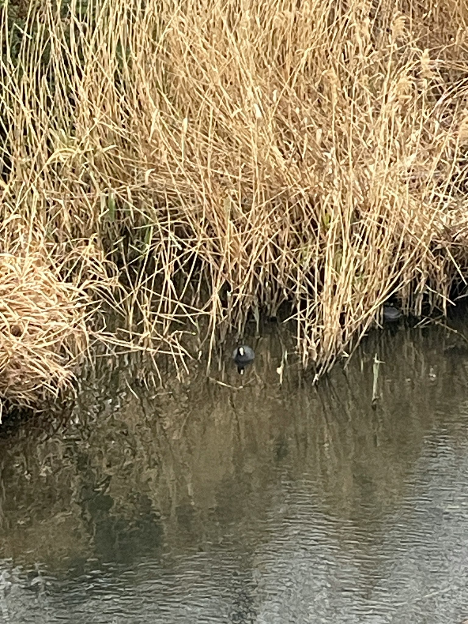 Hierba seca junto a una superficie de agua tranquila con reflejos