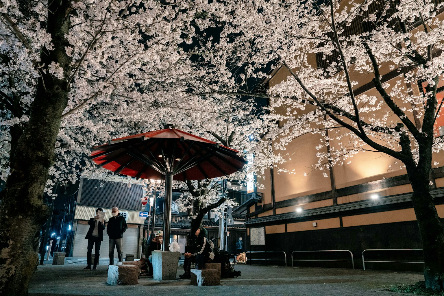 Alberi di ciliegio in fiore bianchi sotto un ombrello rosso di notte