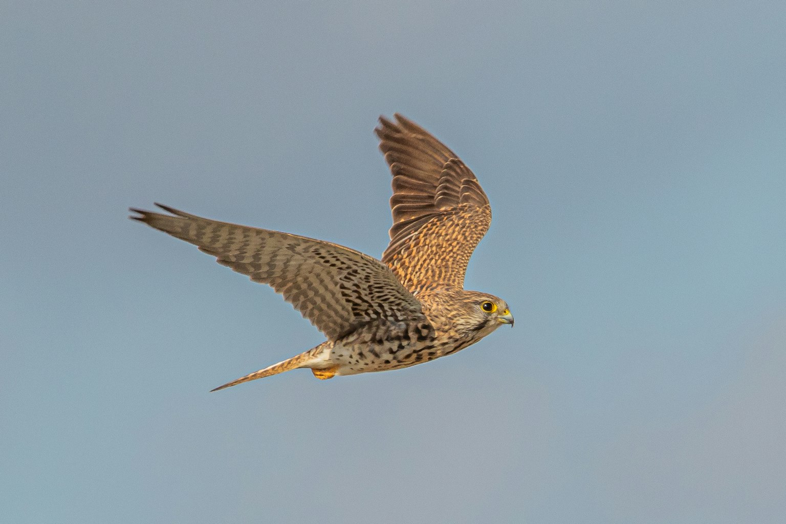Ein bunter Falke, der am Himmel fliegt