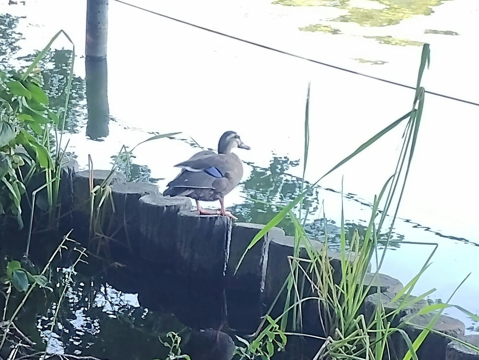 Un canard se reposant sur un poteau en bois au bord de l'eau