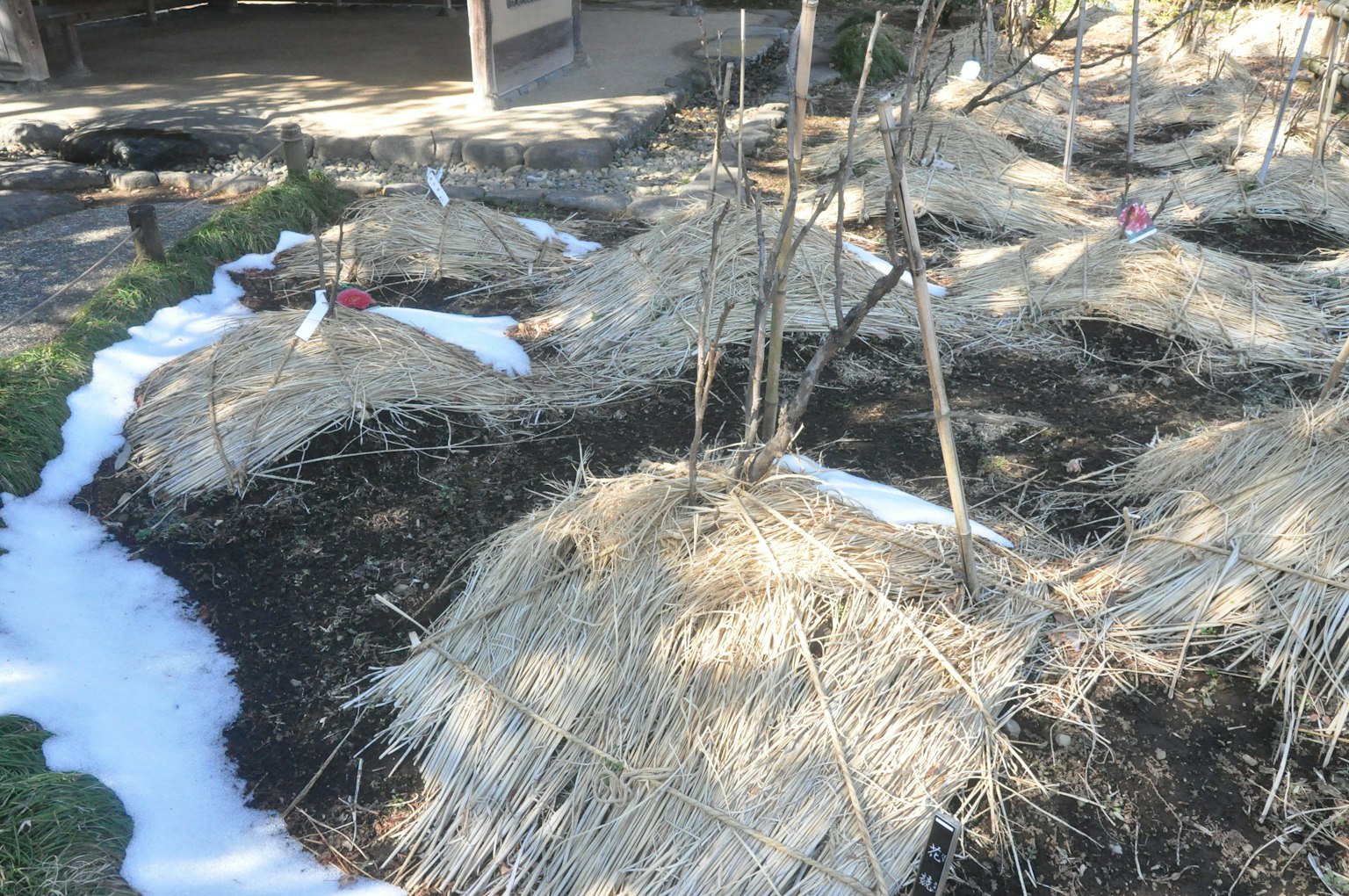 Pemandangan taman dengan ikatan jerami yang melindungi tanaman