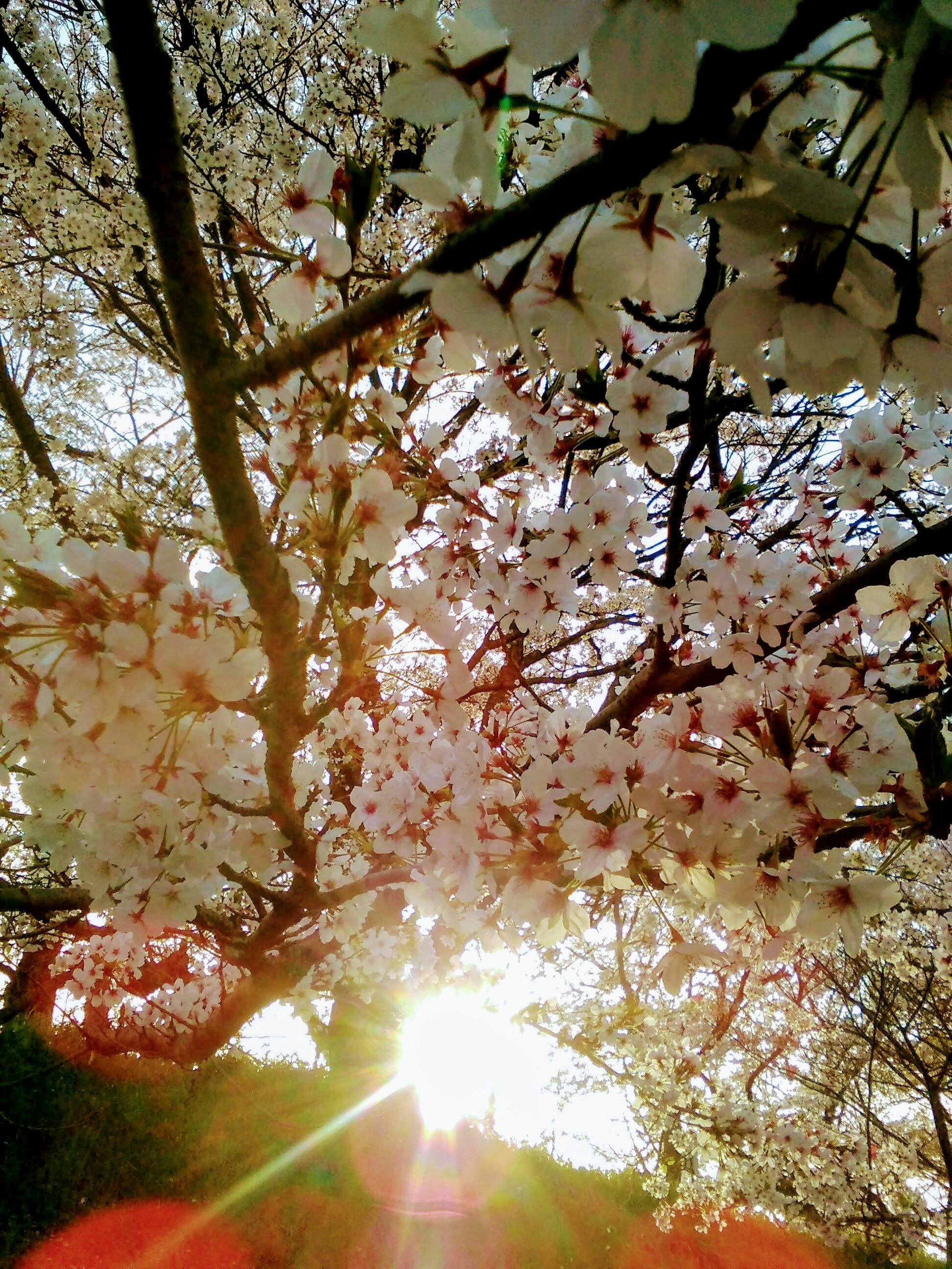 桜の枝と木漏れ日の春の光