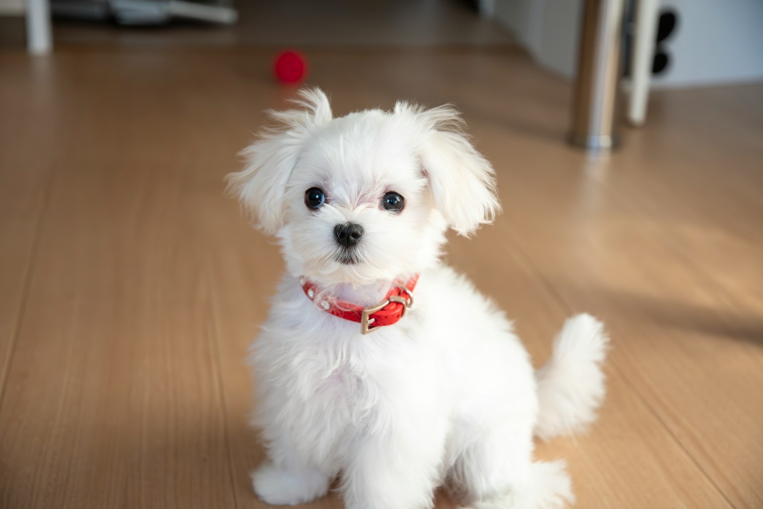 Pequeño perro blanco lindo con collar rojo