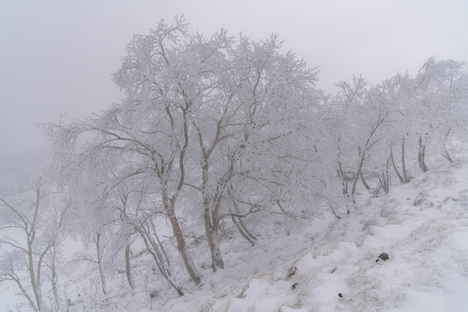 Árboles cubiertos de nieve envueltos en niebla