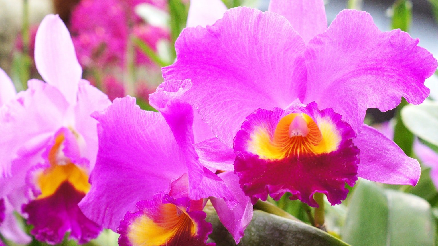 Orchidee Cattleya rosa vibranti in fiore