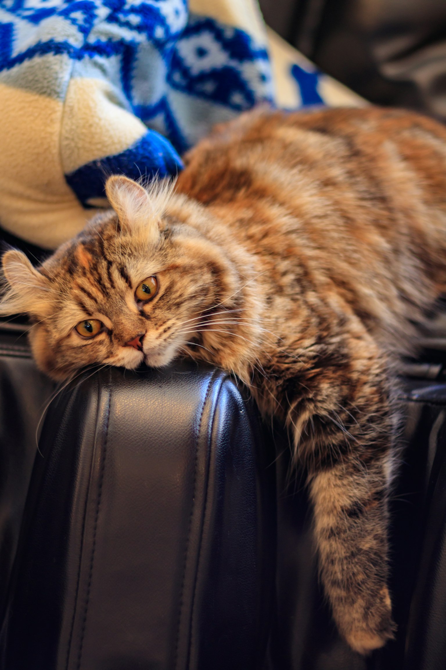 Un chat brun détendu allongé sur un canapé noir avec une couverture bleue