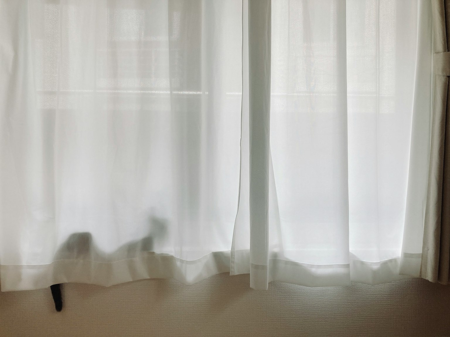 Schatten einer Katze hinter durchsichtigen weißen Vorhängen