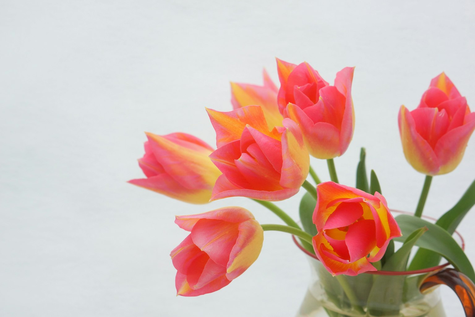 Rangkaian bunga tulip merah muda dan oranye di latar belakang putih