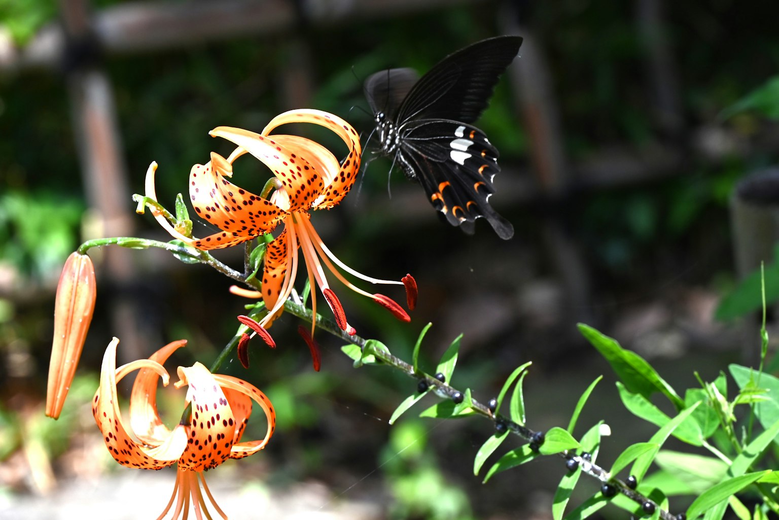 A black butterfly hovering near vibrant orange lilies in a lush garden setting