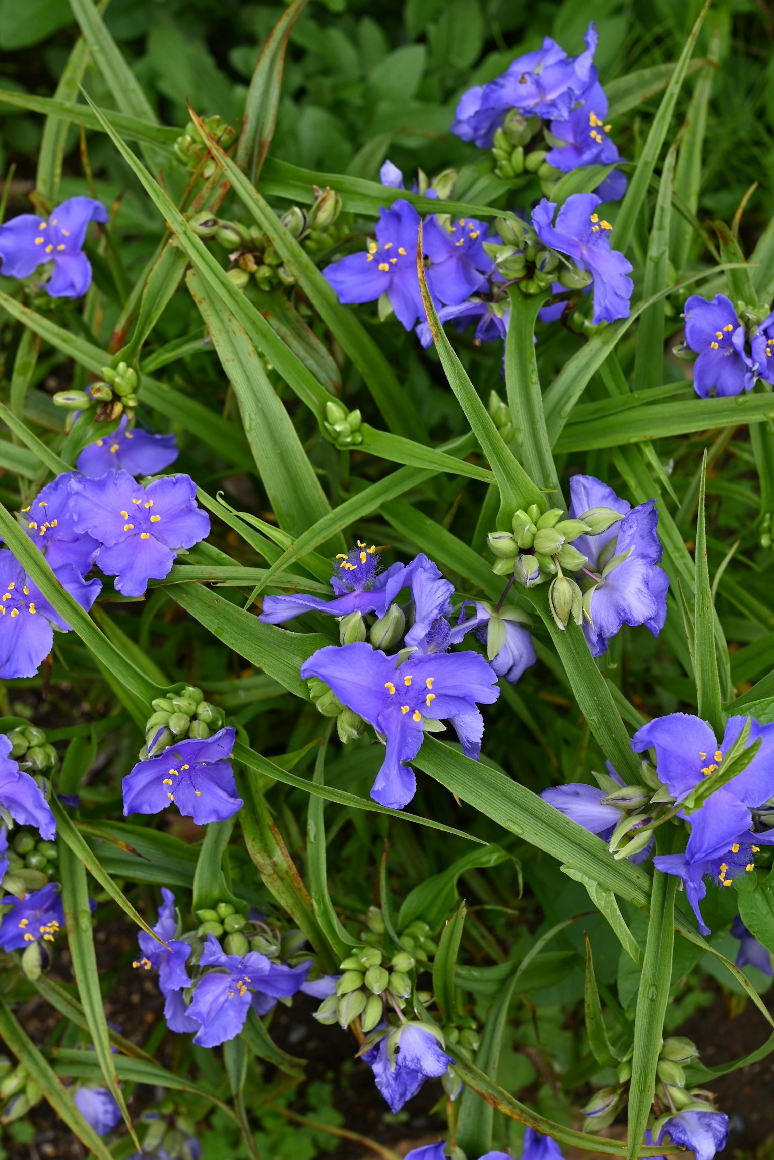 Un groupe de fleurs violettes dans l'herbe verte