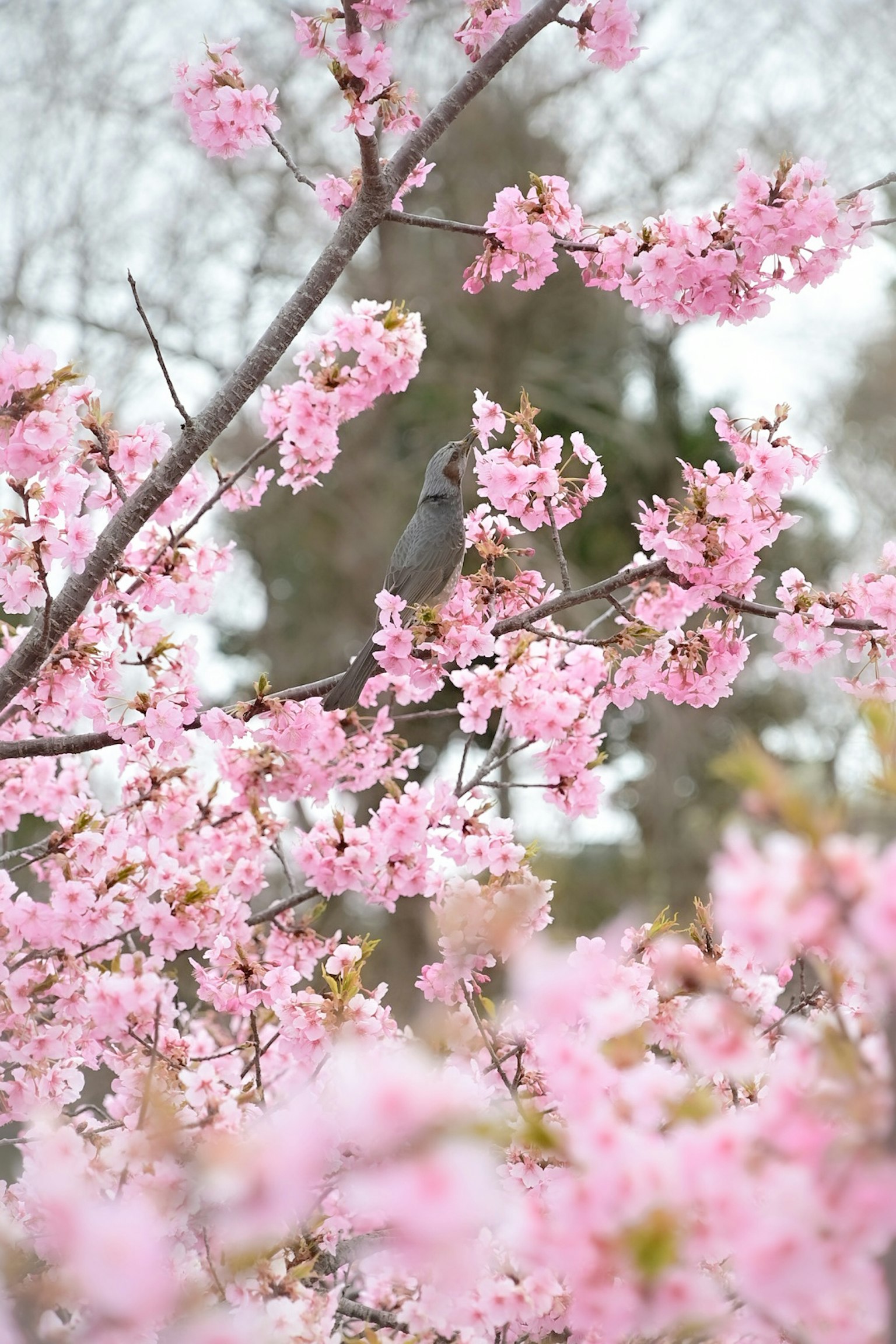 Vogel auf rosa Kirschblüten