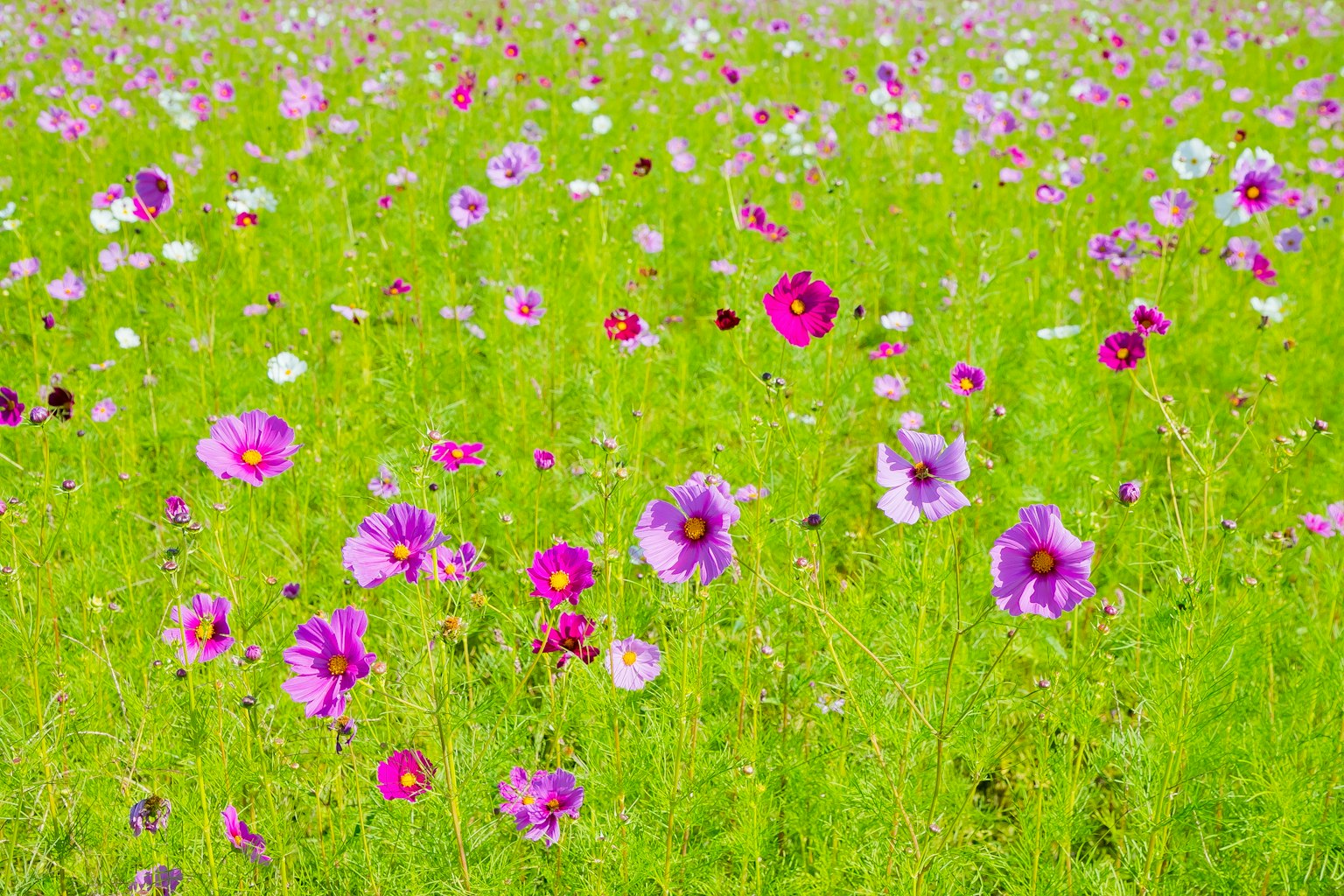 Lapangan bunga ungu mekar di rumput hijau