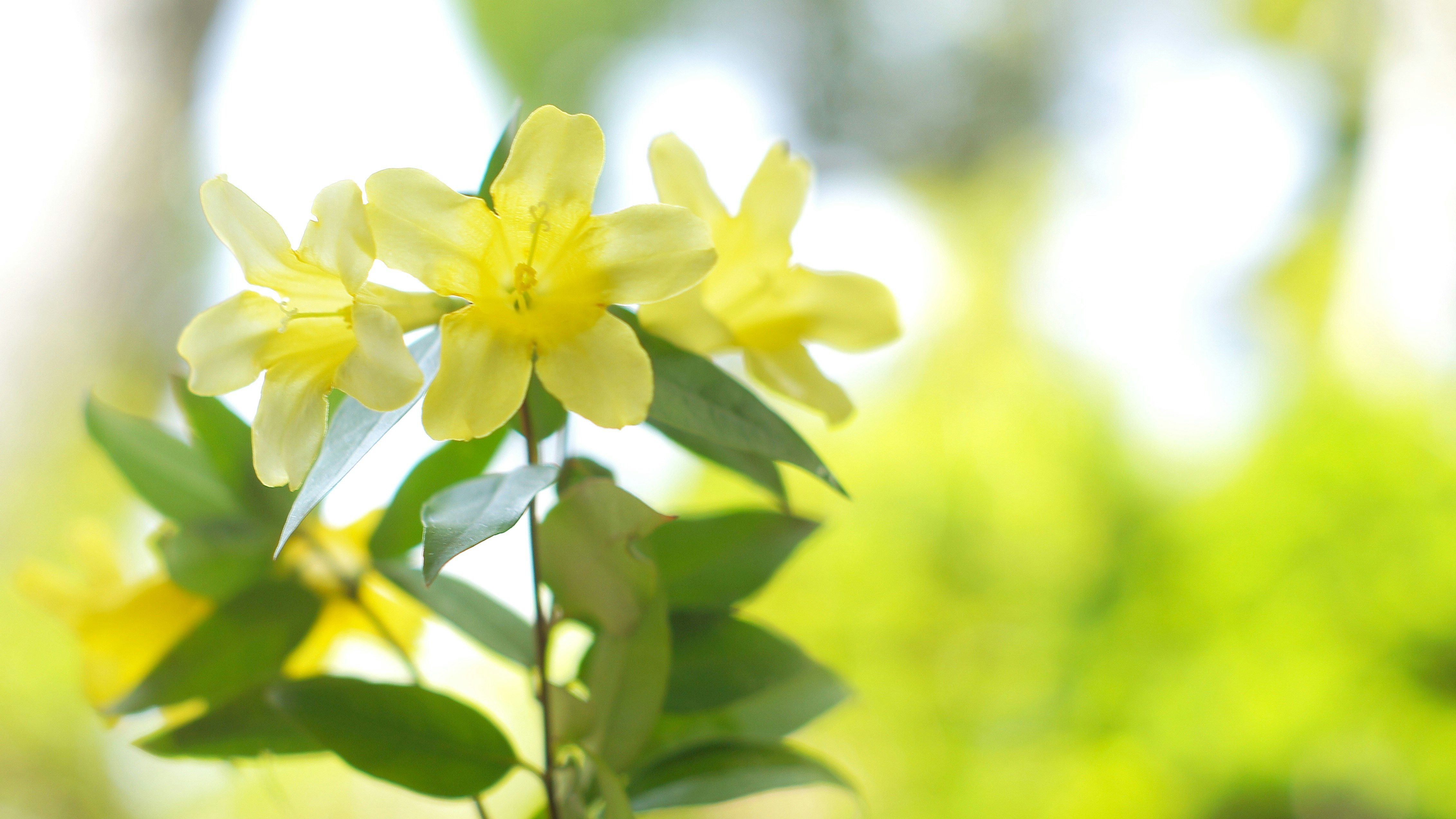 黄色卡罗莱纳茉莉花特写