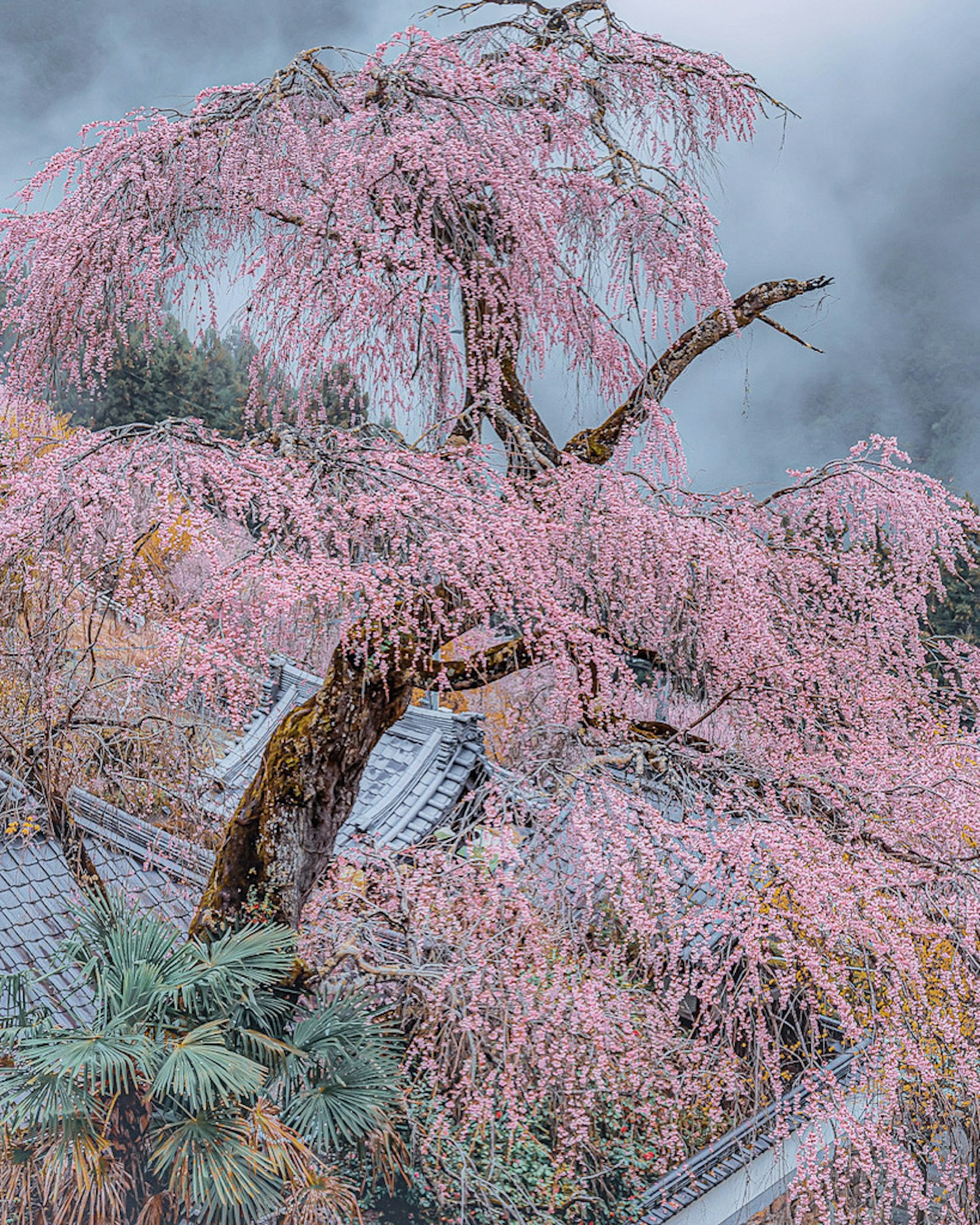Albero di ciliegio in piena fioritura con delicati fiori rosa