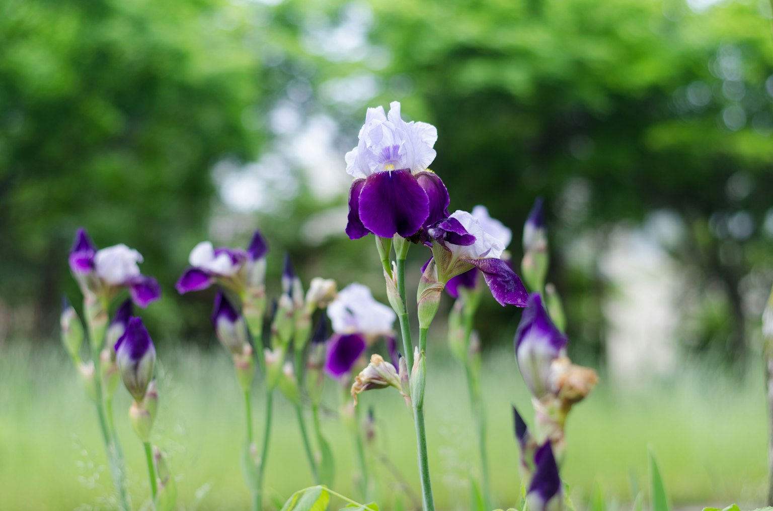 Flores moradas y blancas floreciendo en un campo de hierba