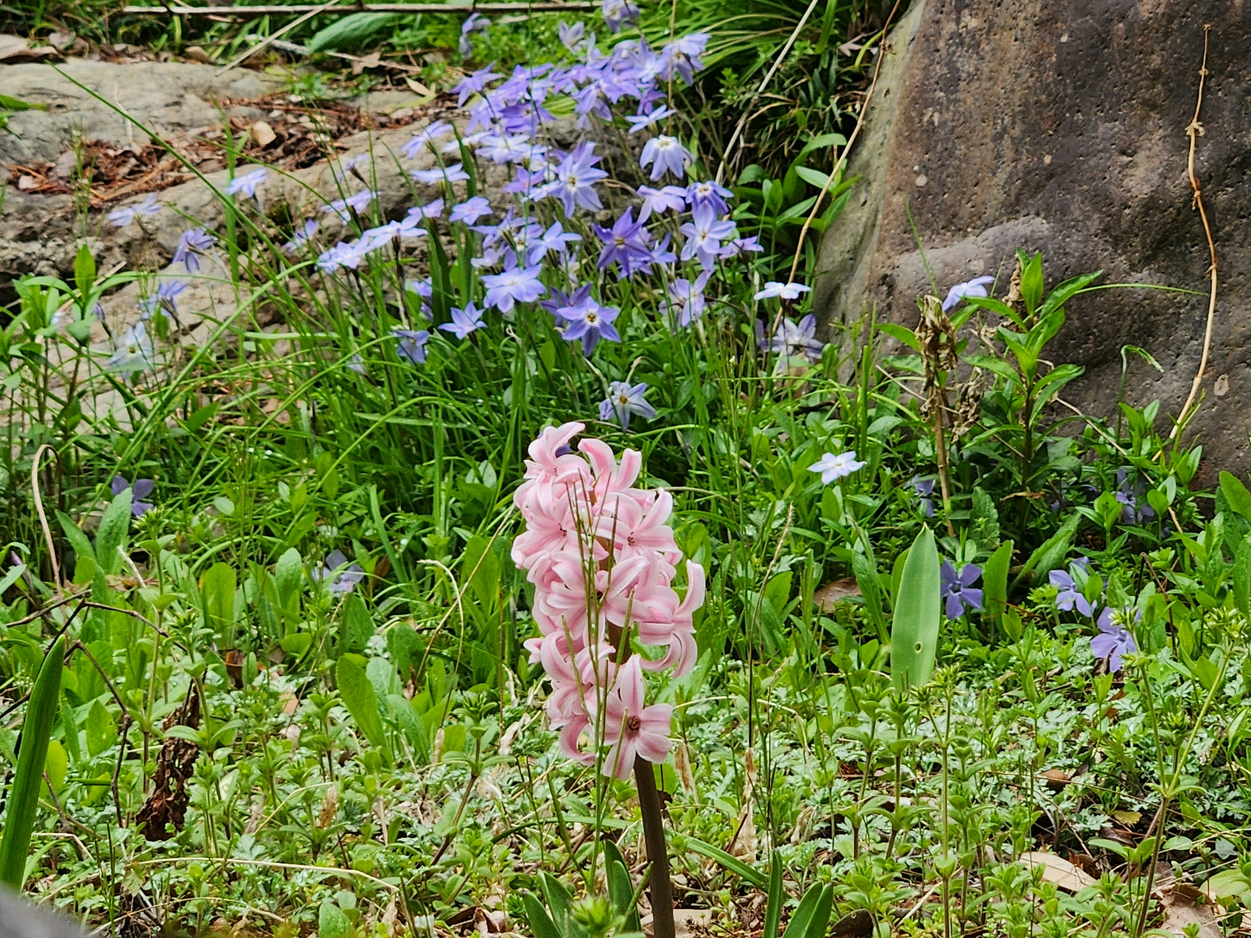 里山の草地に咲くピンクの花と紫の花の群生