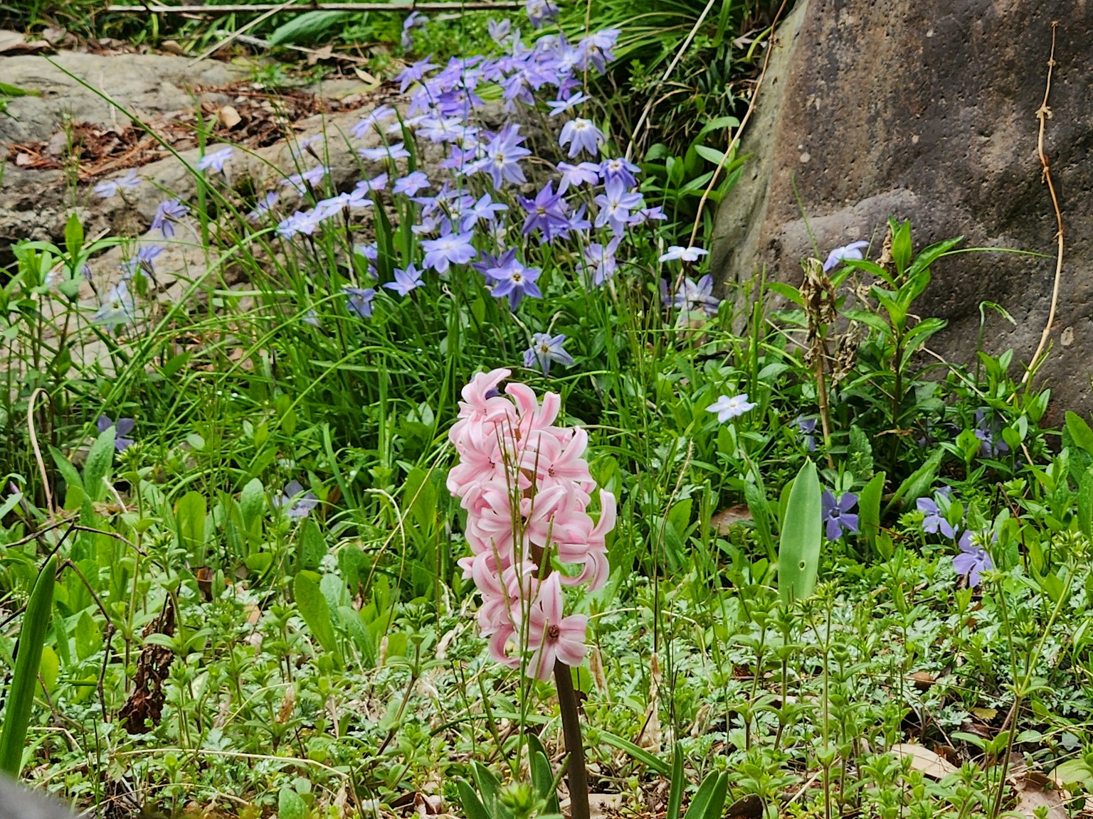 Fiore rosa e fiori blu in un contesto naturale