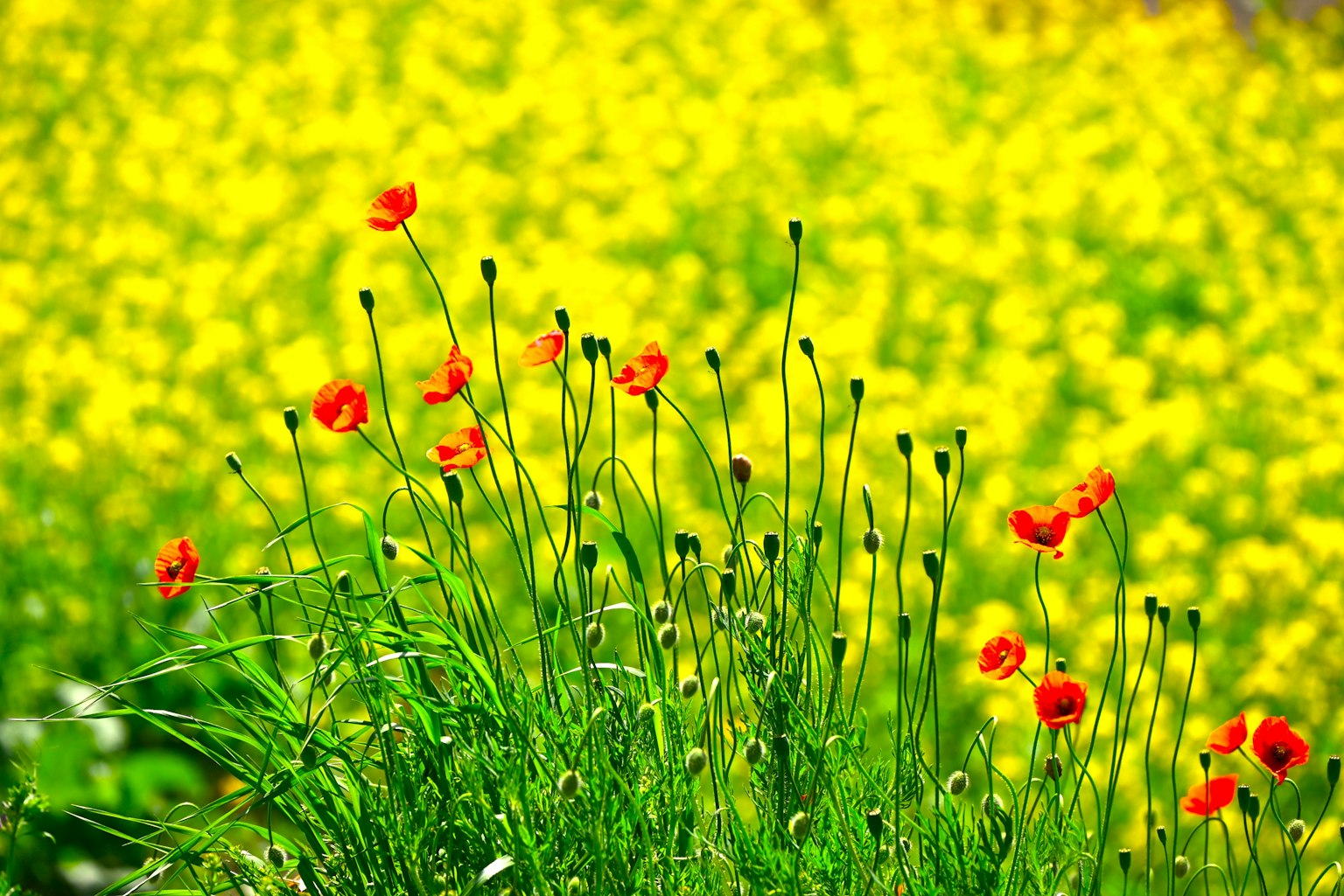 Ein Feld mit gelben Blumen und roten Mohnblumen im Vordergrund