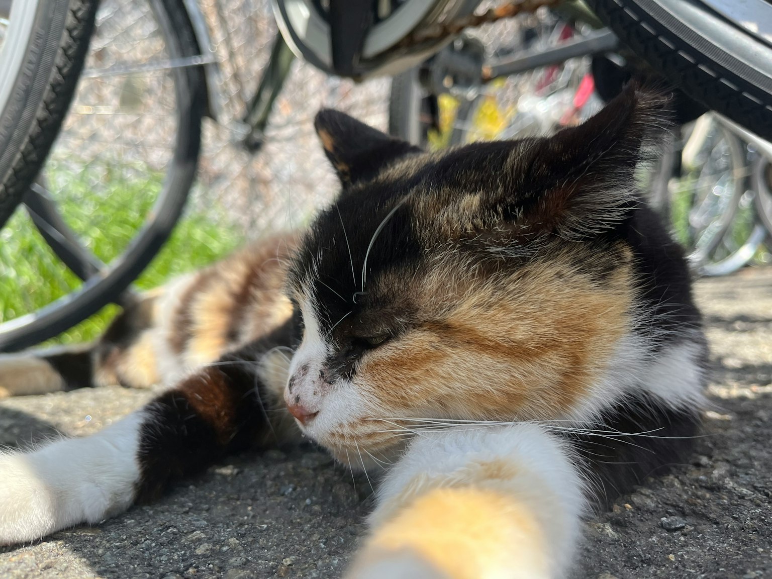Gatto calico che dorme al sole sdraiato tra le biciclette
