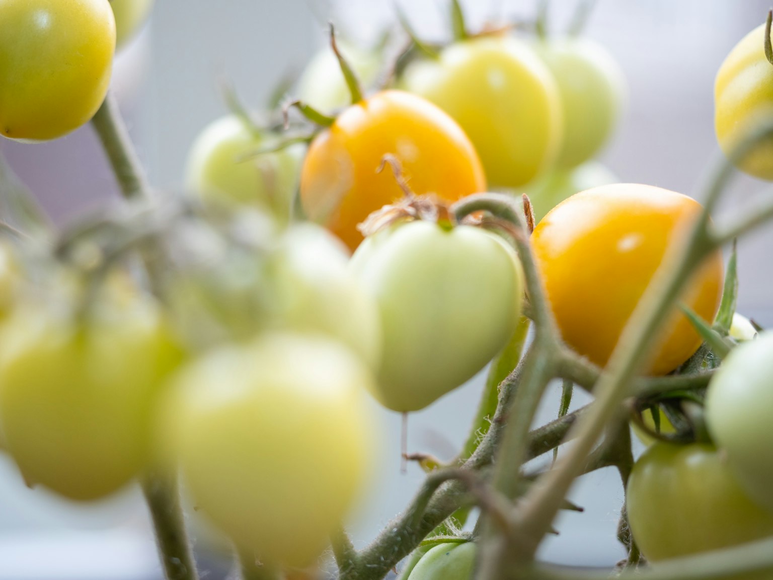 Primo piano di una pianta con pomodori verdi e gialli