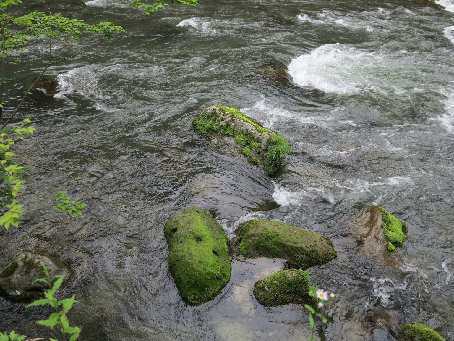 Una escena de río con rocas cubiertas de musgo