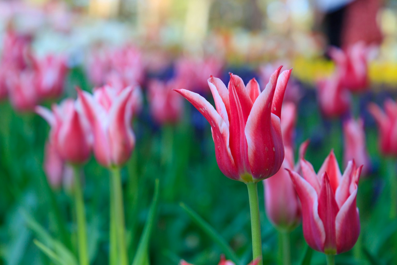 Un campo di tulipani rosa in fiore