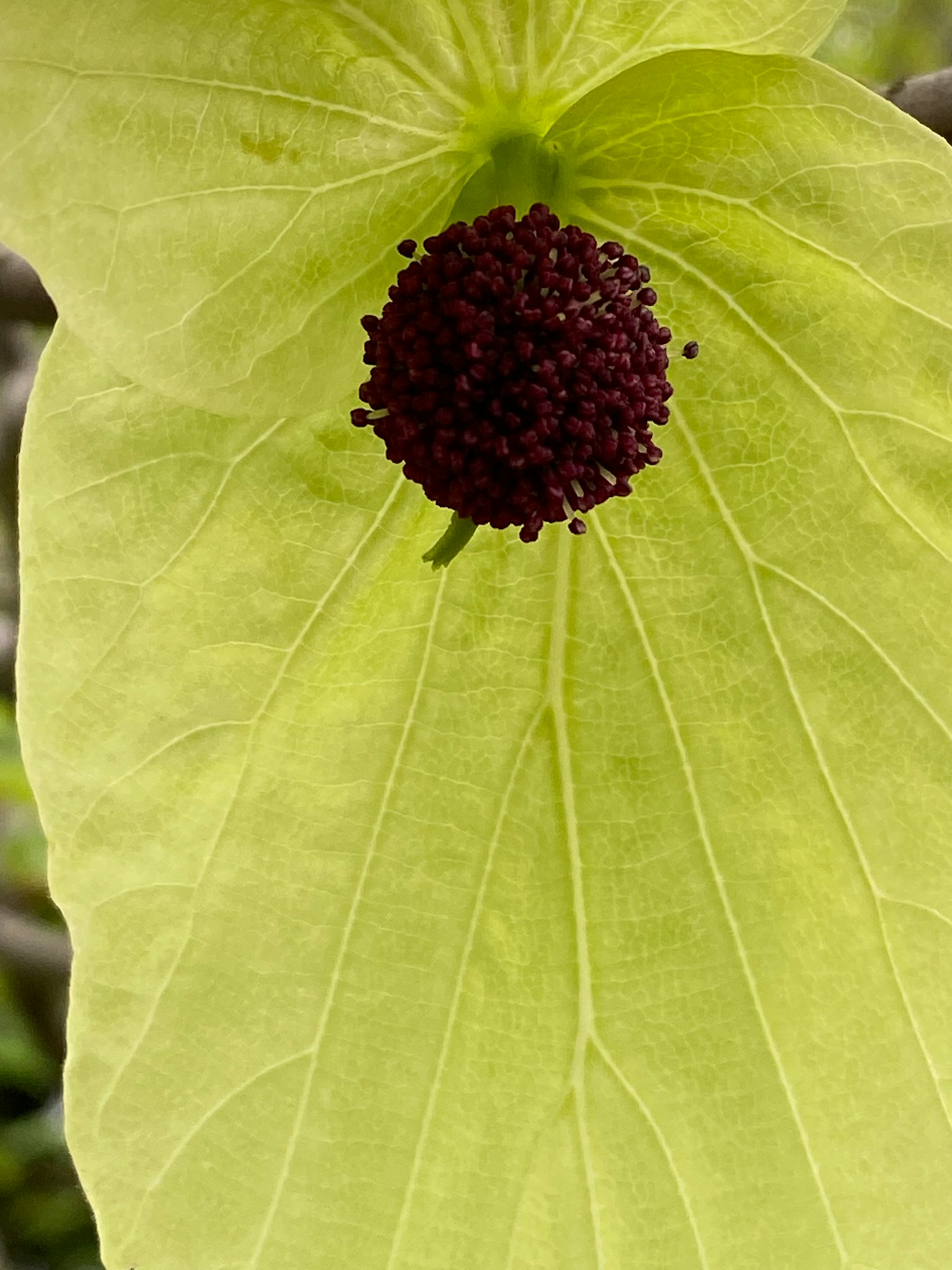 Green leaf with a dark brown flower-like structure at the center