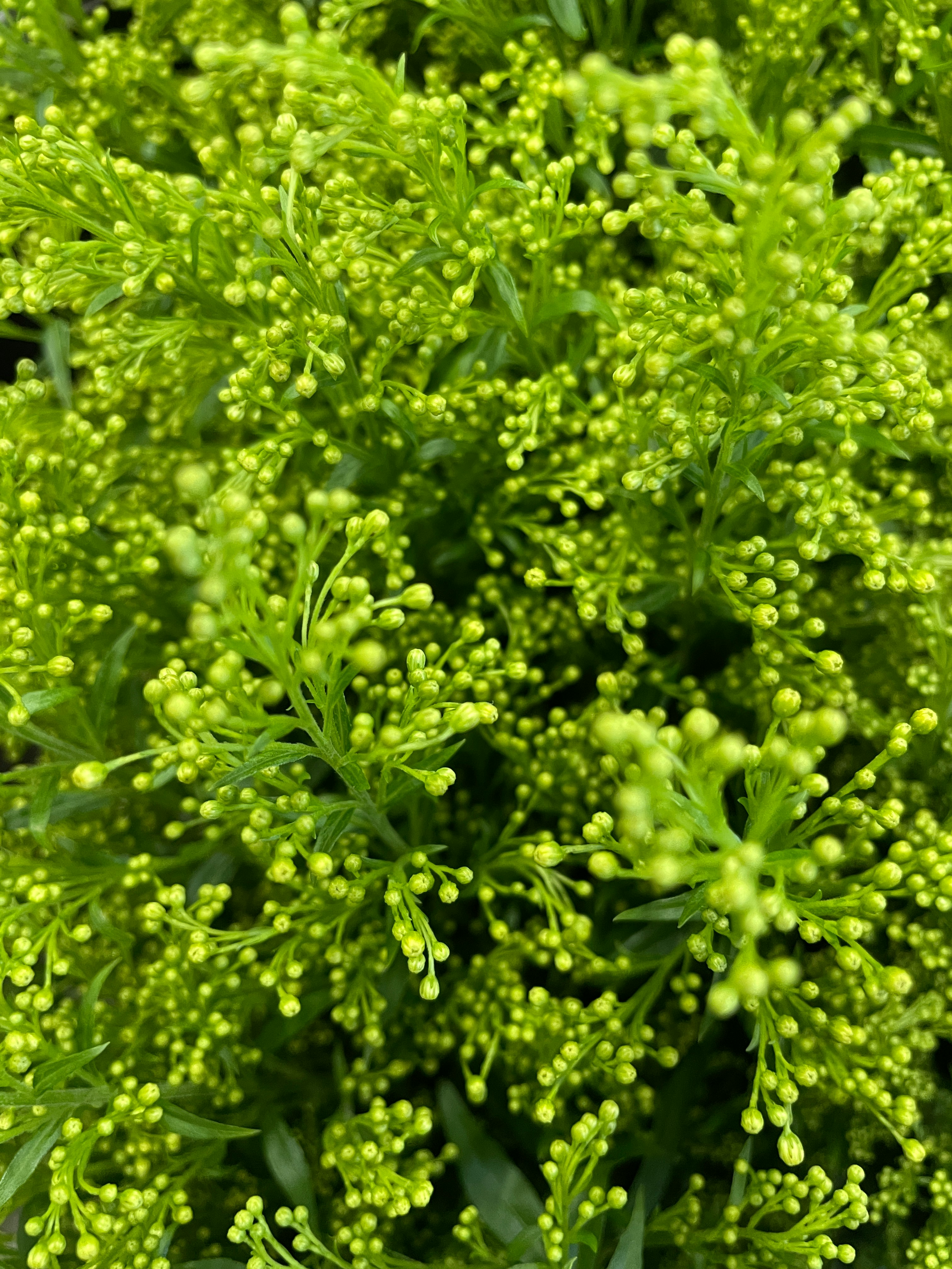 鮮やかな緑の小さな花芽が密集した植物のクローズアップ