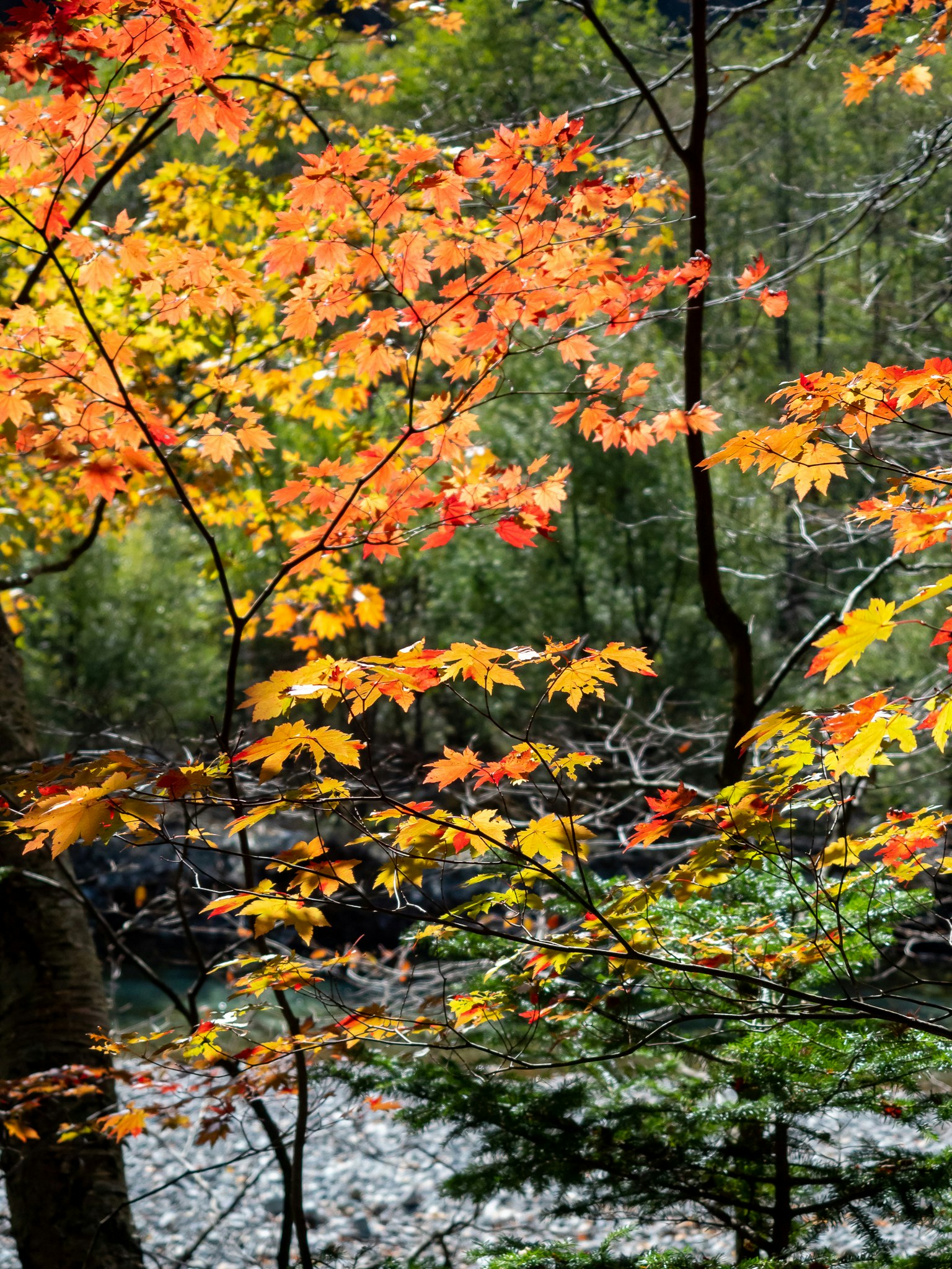 Feuilles d'automne vibrantes en nuances d'orange et de jaune sur des arbres