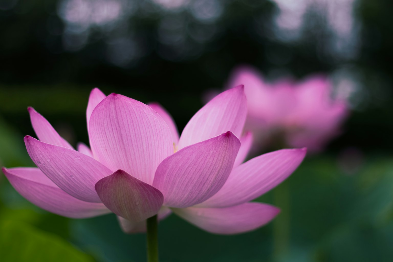 Beautiful pink lotus flower blooming over green leaves
