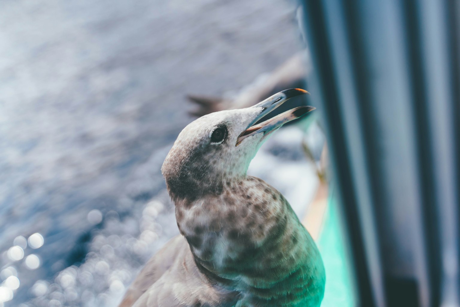 Nahaufnahme einer Möwe am Rand eines Bootes am Meer