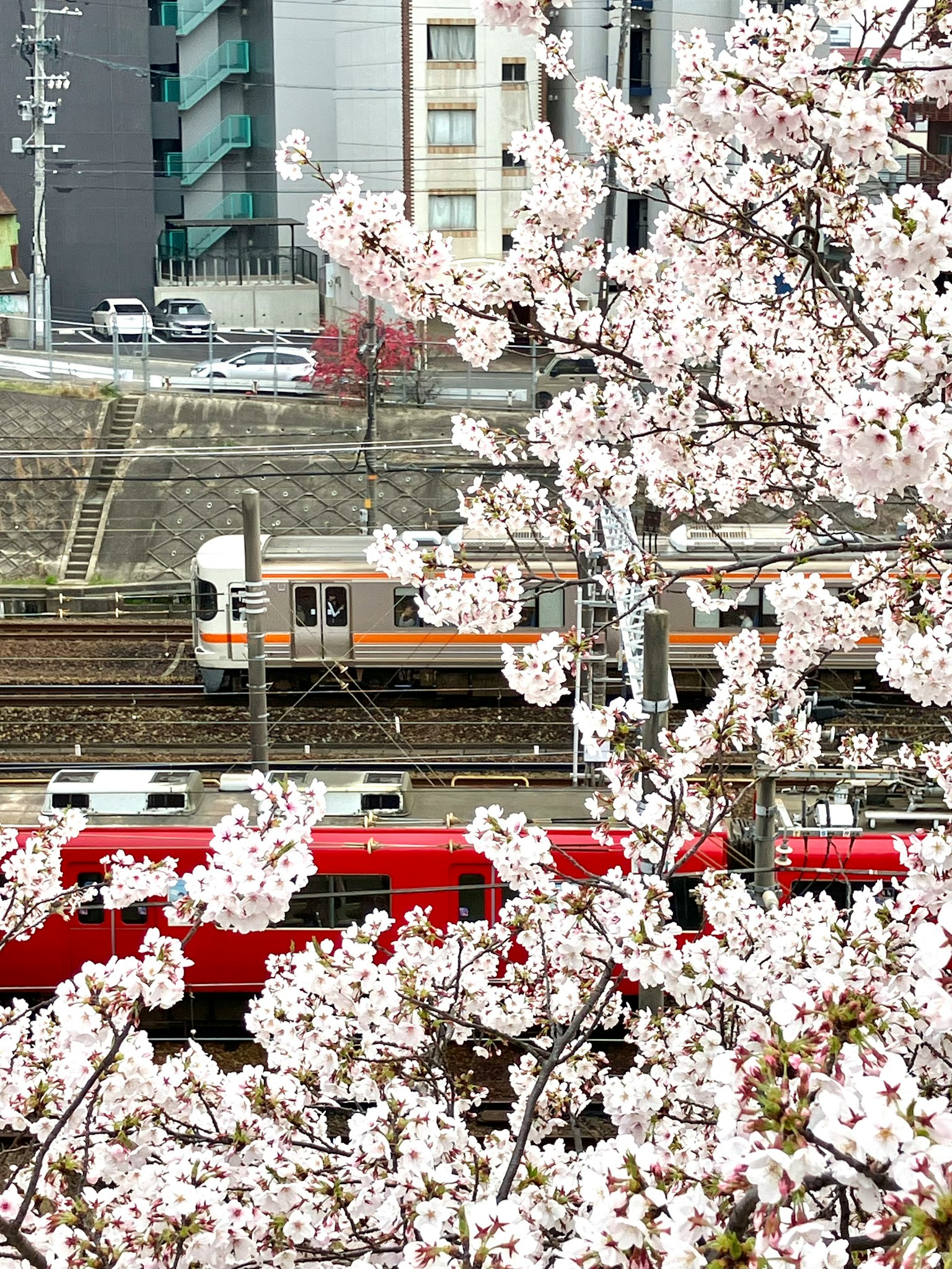 櫻花環繞的火車場景