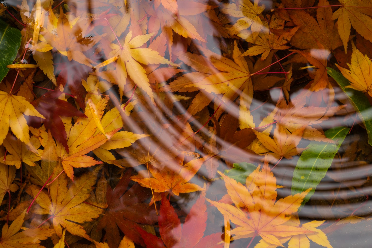 Feuilles d'automne flottant à la surface de l'eau avec des ondulations
