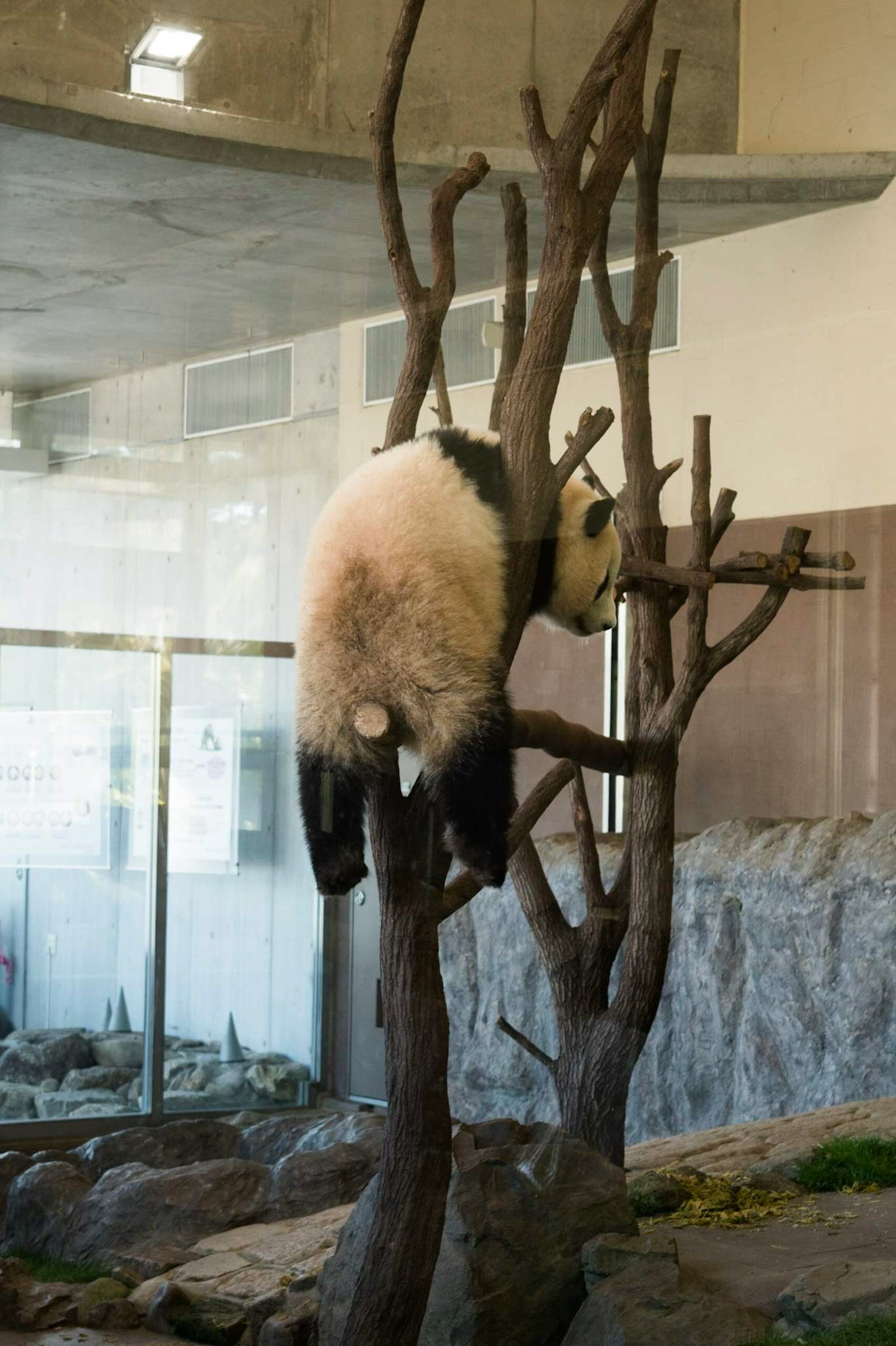 Panda memanjat pohon di kandang kebun binatang