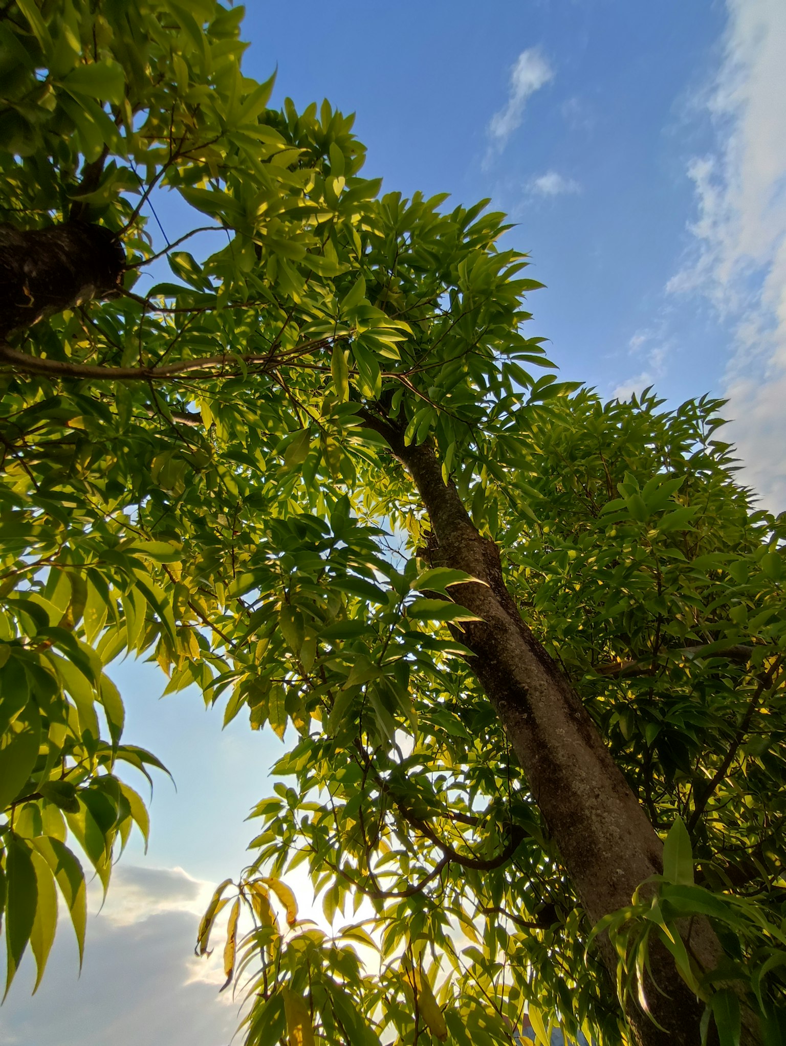 Branches et tronc d'arbre sous un ciel bleu avec des feuilles vertes luxuriantes