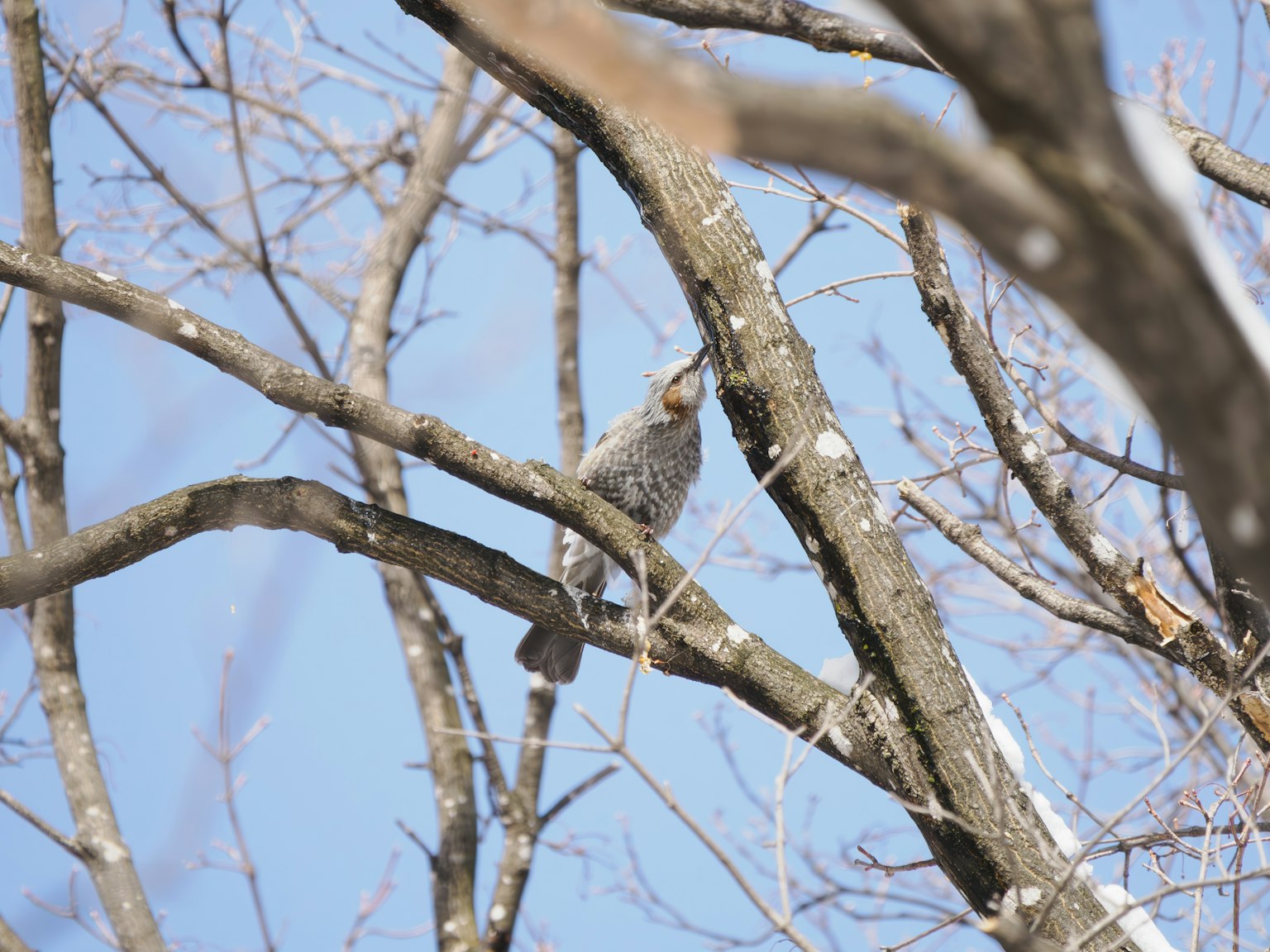 Ein Vogel sitzt auf einem Ast vor einem blauen Himmel