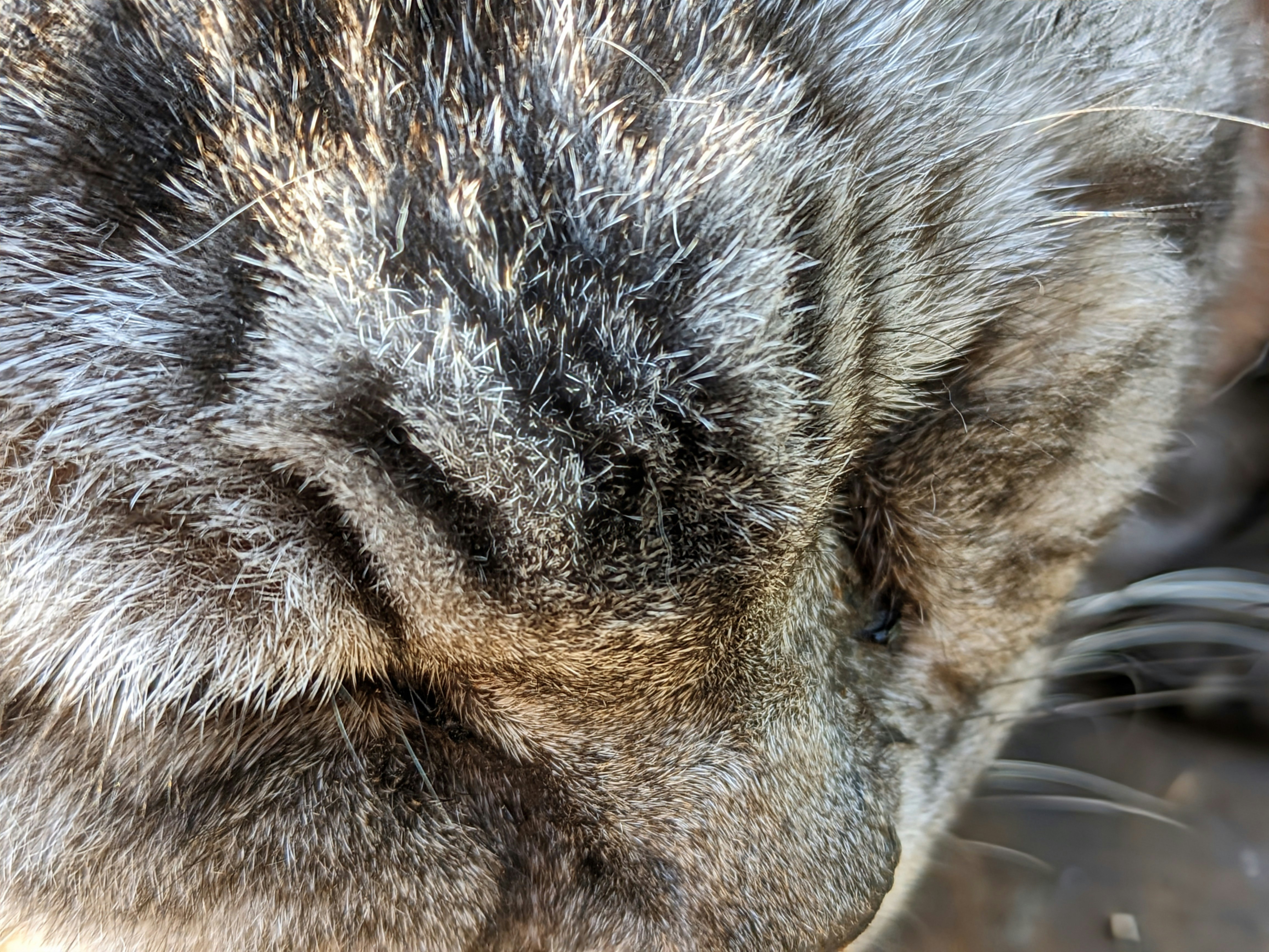 gros plan sur le visage d’un chat au pelage